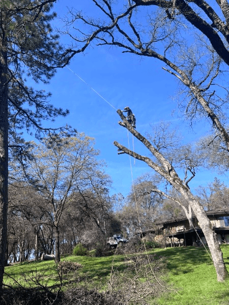 Climber rigging limbs out of a mature oak over a lawn near a home