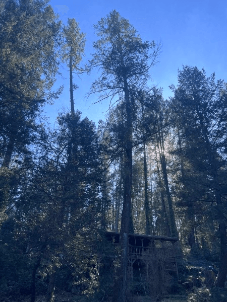 Two declining pines standing over a wooded cabin before removal