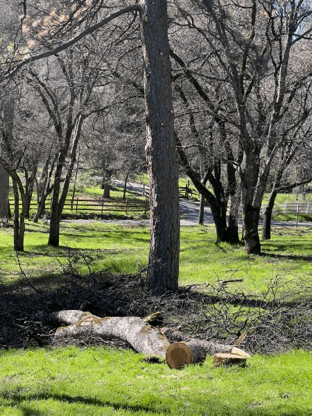 Felled pine bucked into rounds on a green pasture during site cleanup