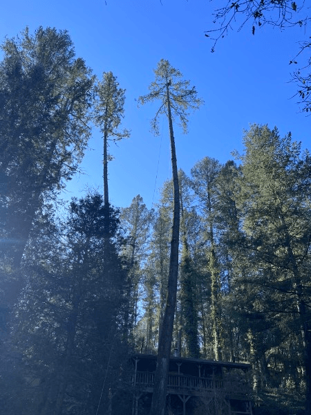 Climbing line set high in a dead pine above a cabin at the start of a sectional removal