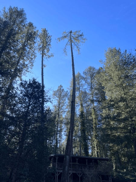 Arborist working at the top of a limbed pine spar with rigging lines during sectional removal
