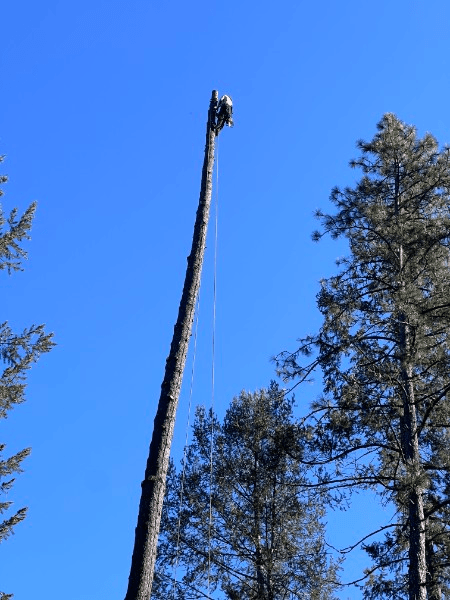 Climber secured at the top of a fully limbed pine spar during tree removal