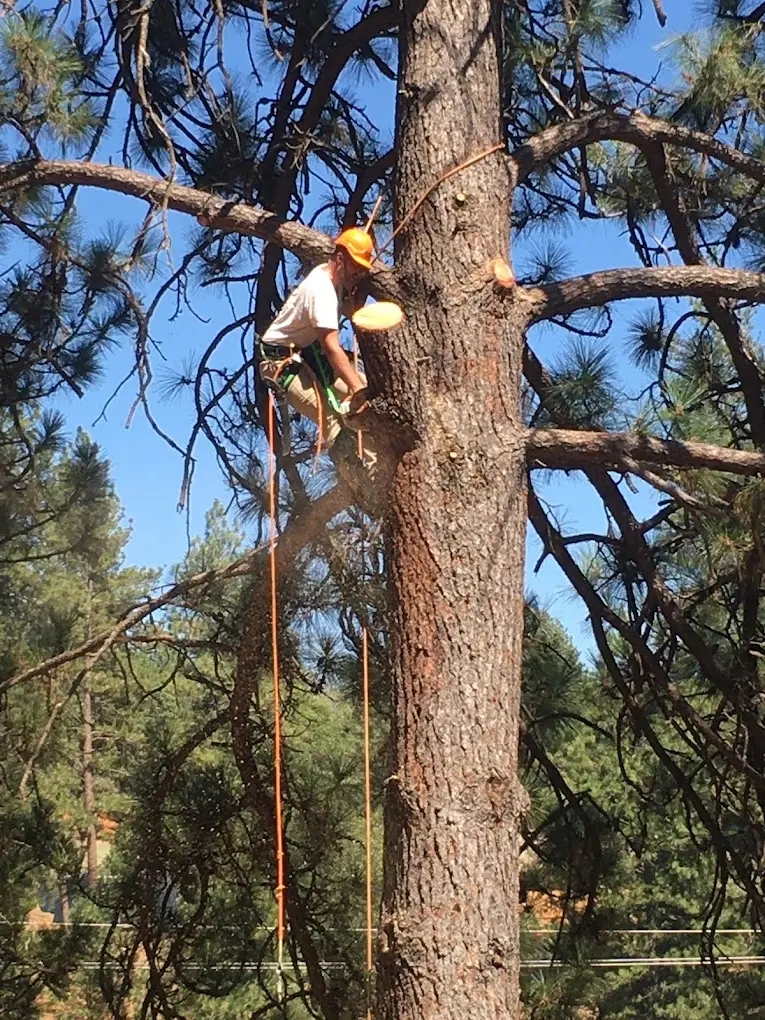 Barker Tree Services